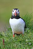 Atlantic Puffin